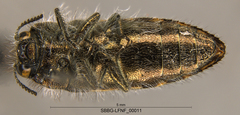 Acmaeodera retifera