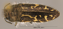Acmaeodera retifera