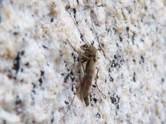 Chironomidae