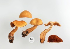 Aureonarius callisteus