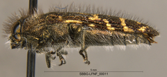 Acmaeodera retifera
