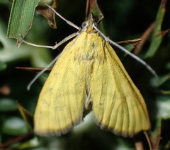 Mecyna lutealis