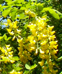 Laburnum