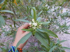 Vallesia laciniata