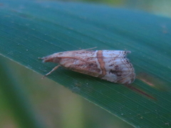 Euchromius cambridgei