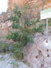 Vallesia laciniata
