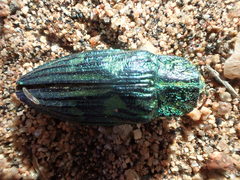 Chalcophorotaenia
