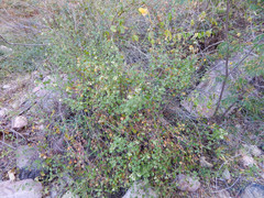 Pleurocoronis laphamioides