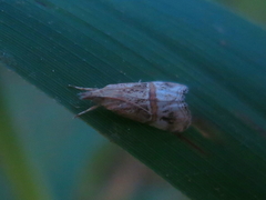Euchromius cambridgei