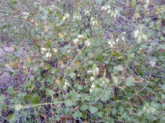 Pleurocoronis laphamioides