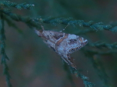 Euchromius cambridgei