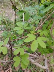 Akebia