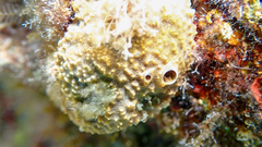 Irciniidae