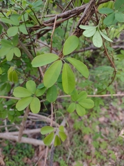 Akebia