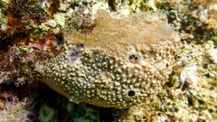 Irciniidae