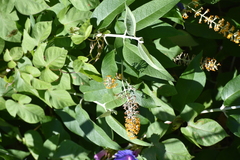 Buddleja madagascariensis