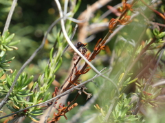 Synanthedon polygoni