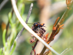 Synanthedon polygoni