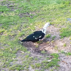 Cairina moschata domestica