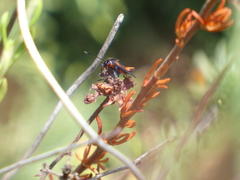 Synanthedon polygoni