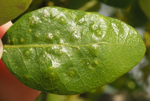 Neuroterus bussae
