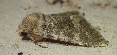 Polymixis dubia