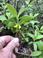 Lonicera involucrata involucrata