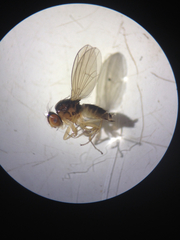 Titanochaeta setosiscutellum