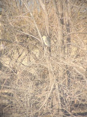 Nycticorax nycticorax