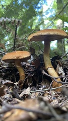 Cortinarius castoreus