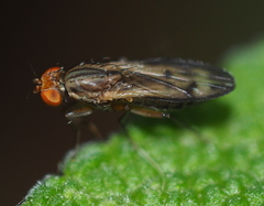 Opomyza germinationis