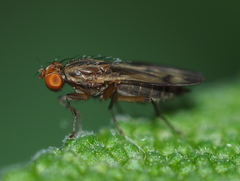 Opomyza germinationis