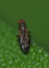 Opomyza germinationis