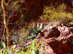 Agave colorata