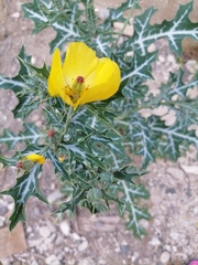 Argemone mexicana