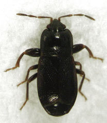 Plinthisus woodwardi