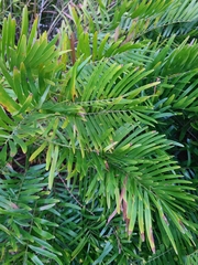 Zamia integrifolia