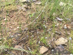 Eriocaulon koernickianum