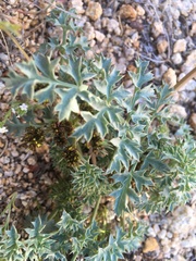 Lomatium rigidum