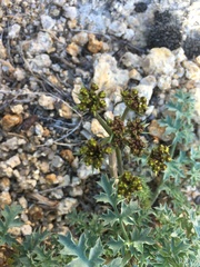 Lomatium rigidum