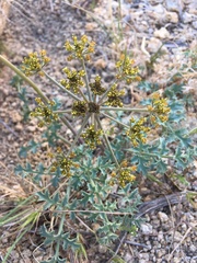 Lomatium rigidum