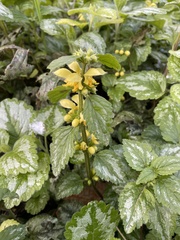 Lamium galeobdolon argentatum