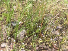 Eriocaulon koernickianum