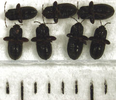 Plinthisus woodwardi