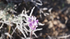 Dipterostemon capitatus pauciflorus