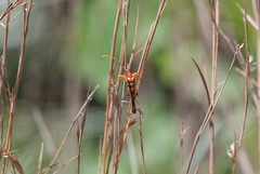 Strangalia virilis