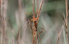 Strangalia virilis