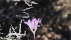 Dipterostemon capitatus pauciflorus