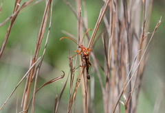 Strangalia virilis