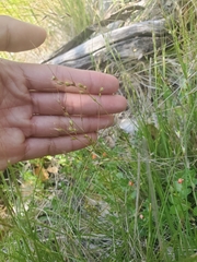 Piptochaetium stipoides